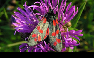 Tapeta zygaenafilipendulae