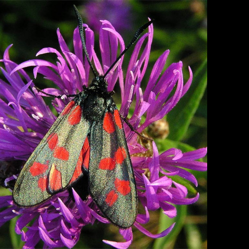 Tapeta zygaenafilipendulae