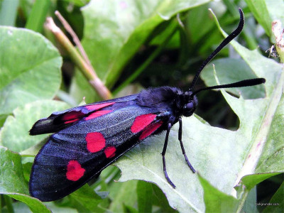 Tapeta: Zygaena lonicerae