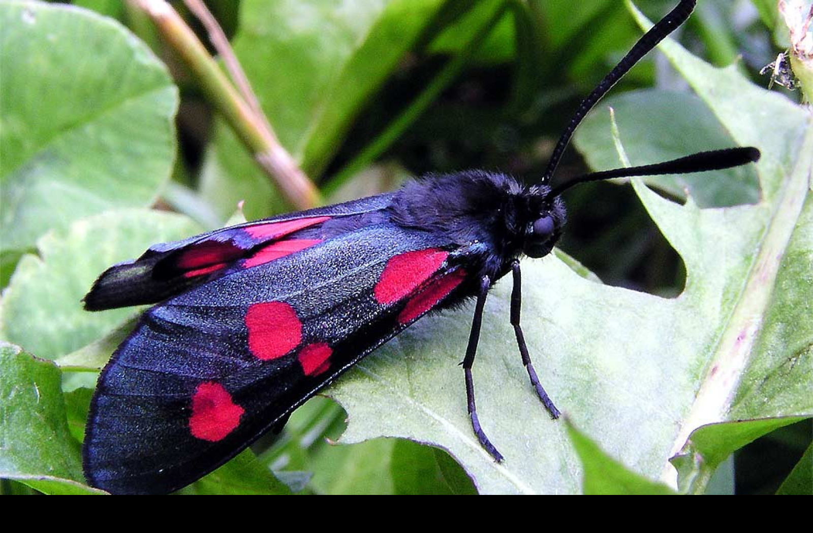 Tapeta zygaenalonicerae