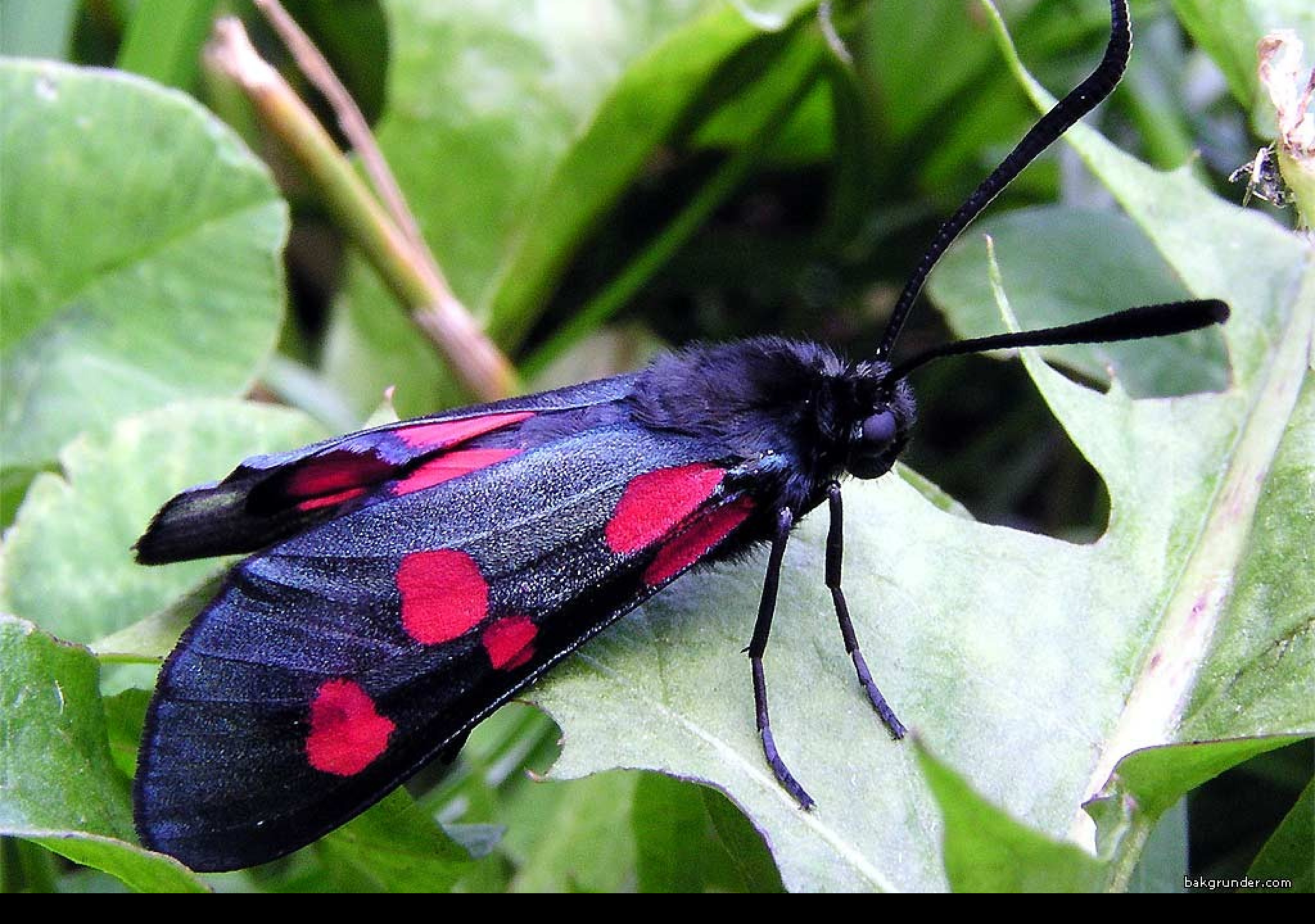 Tapeta zygaenalonicerae