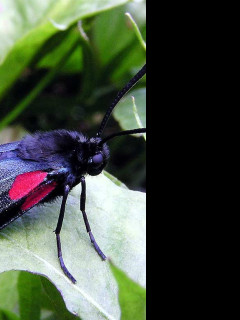 Tapeta zygaenalonicerae