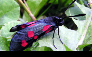 Tapeta zygaenalonicerae