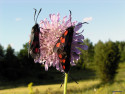 Tapeta Zygaena lonicerae 2