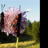 Tapeta zygaenalonicerae2