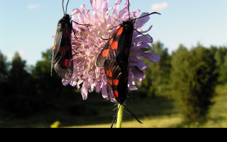 Tapeta zygaenalonicerae2