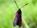 Tapeta Zygaena viciae