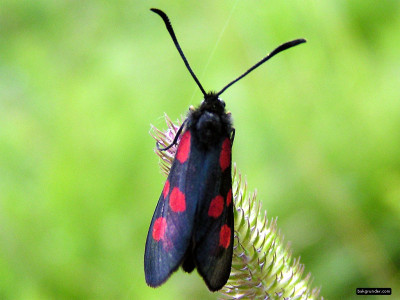 Tapeta: Zygaena viciae