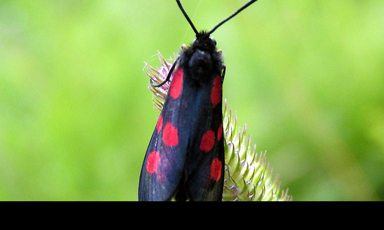 Tapeta zygaenaviciae