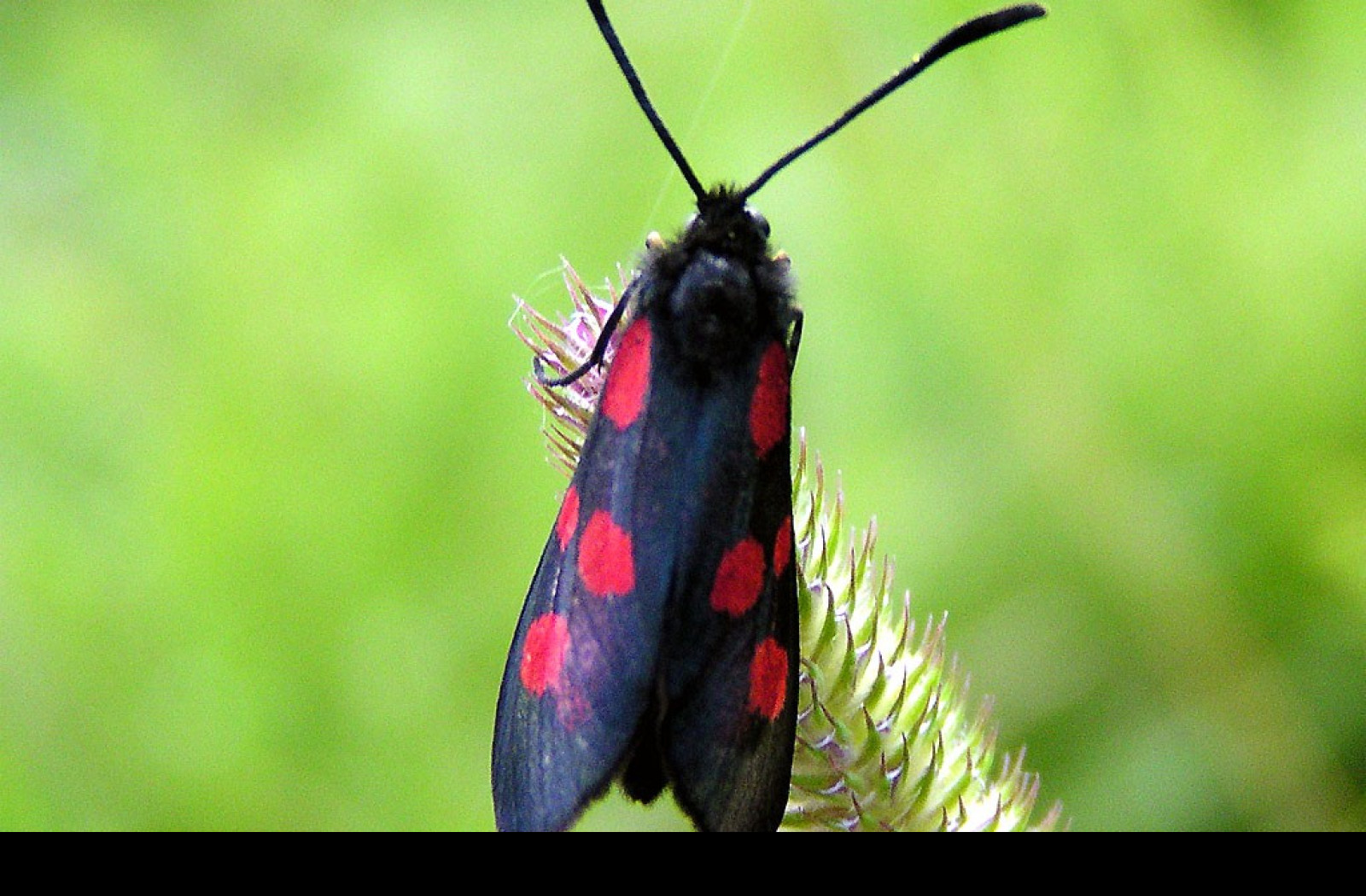 Tapeta zygaenaviciae