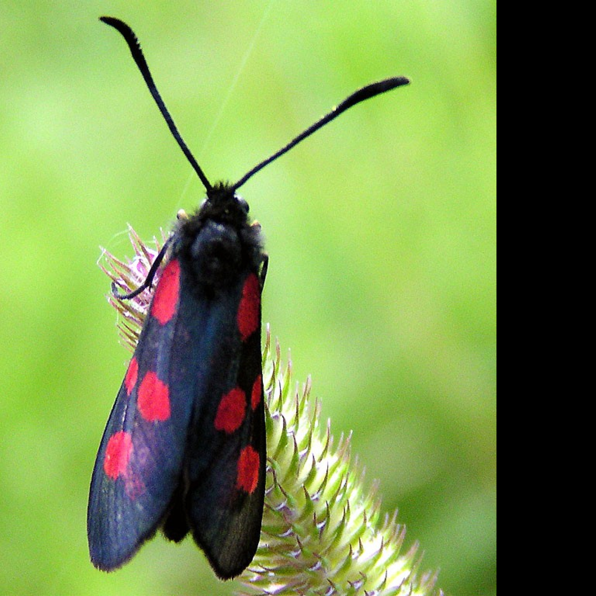 Tapeta zygaenaviciae