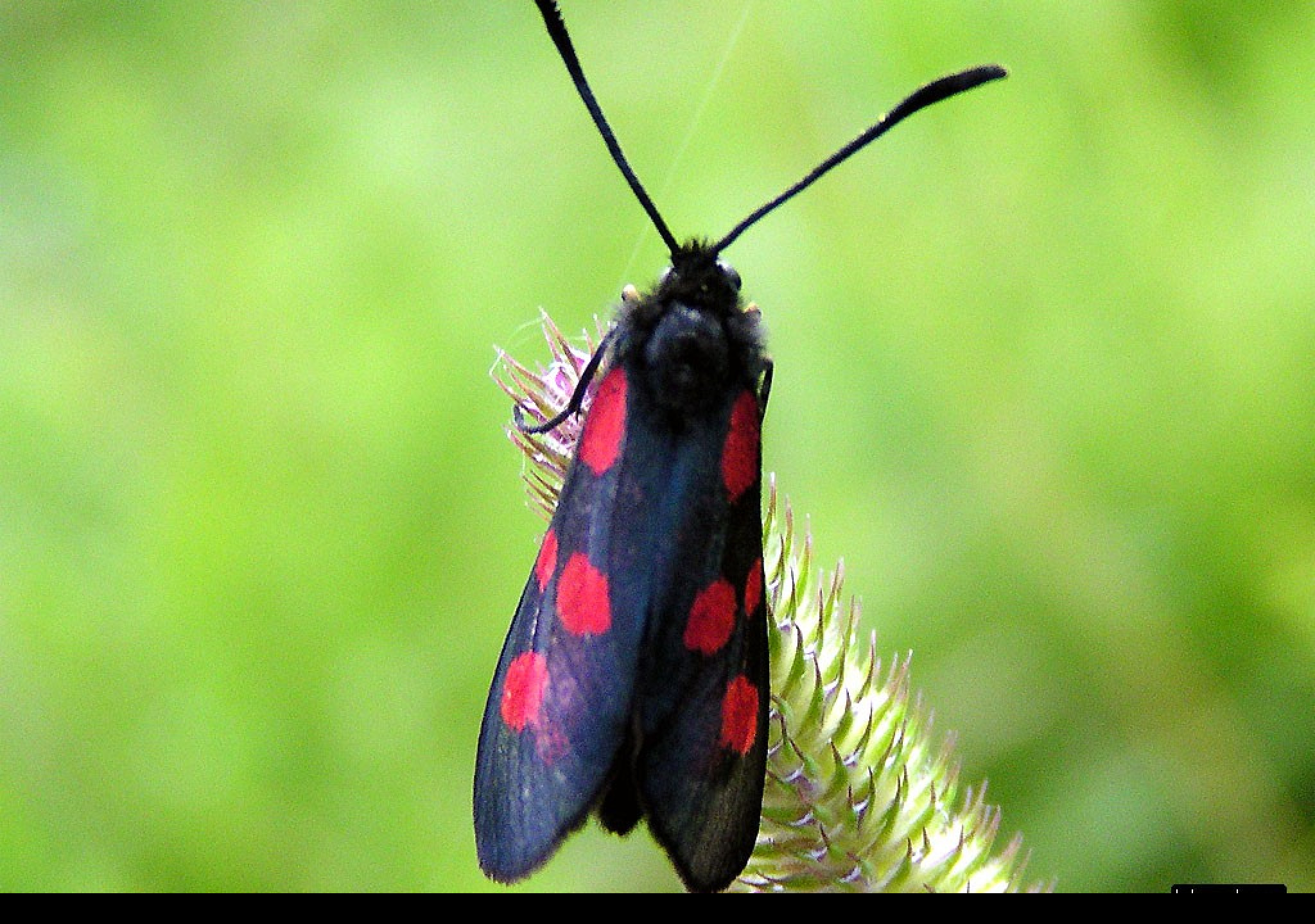 Tapeta zygaenaviciae