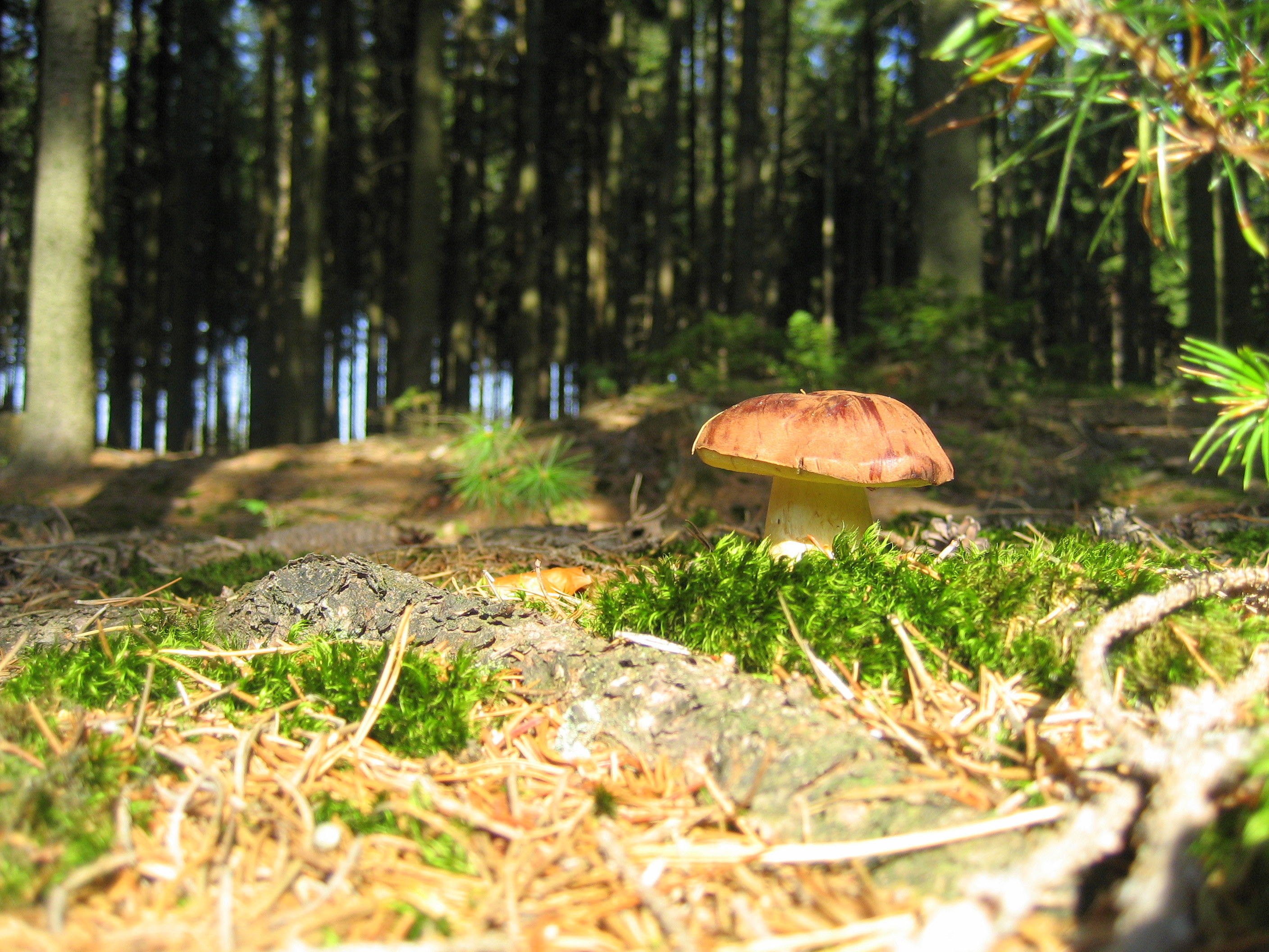 Мир природы грибы. Петяярви грибы. Грибы Кумысной Поляны. Грибная Поляна в лесу. Полянка с грибами.