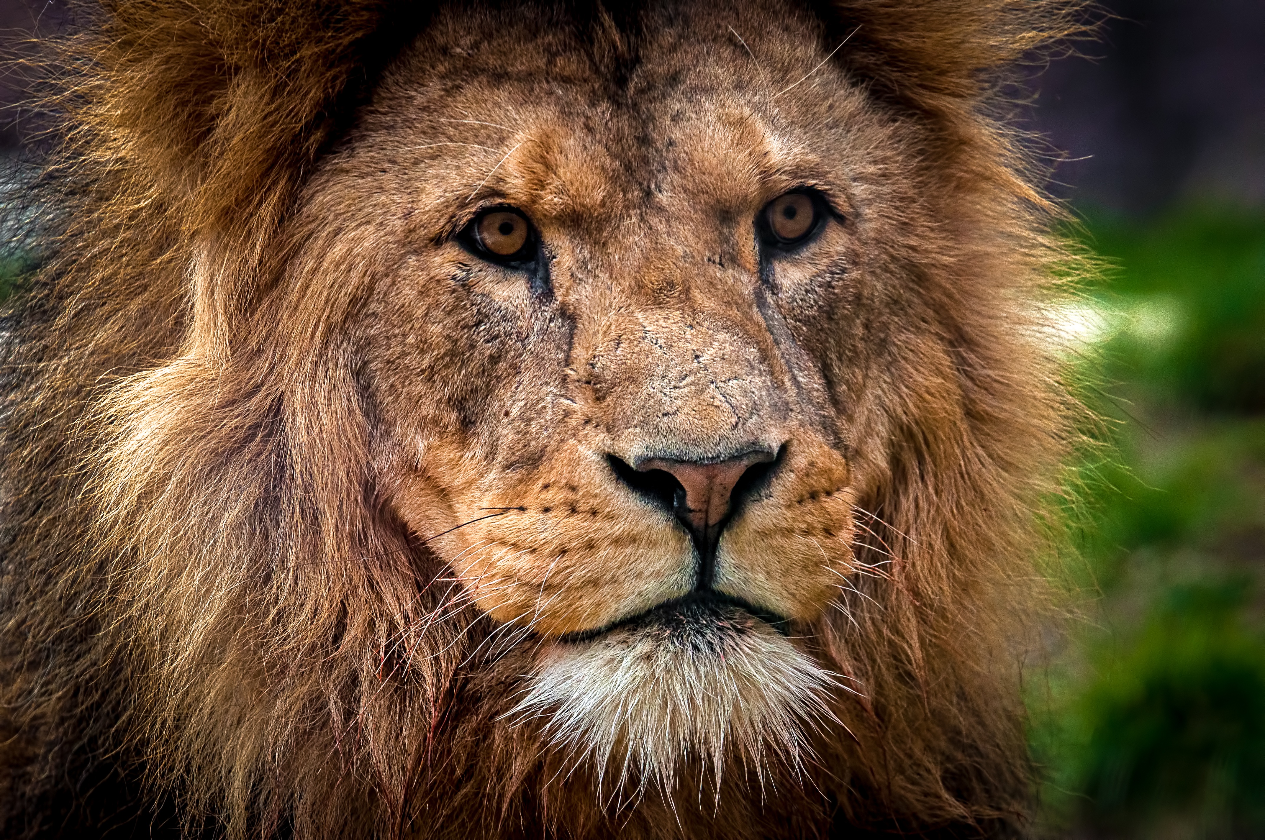 природа животные лев морда nature animals lion muzzle без смс