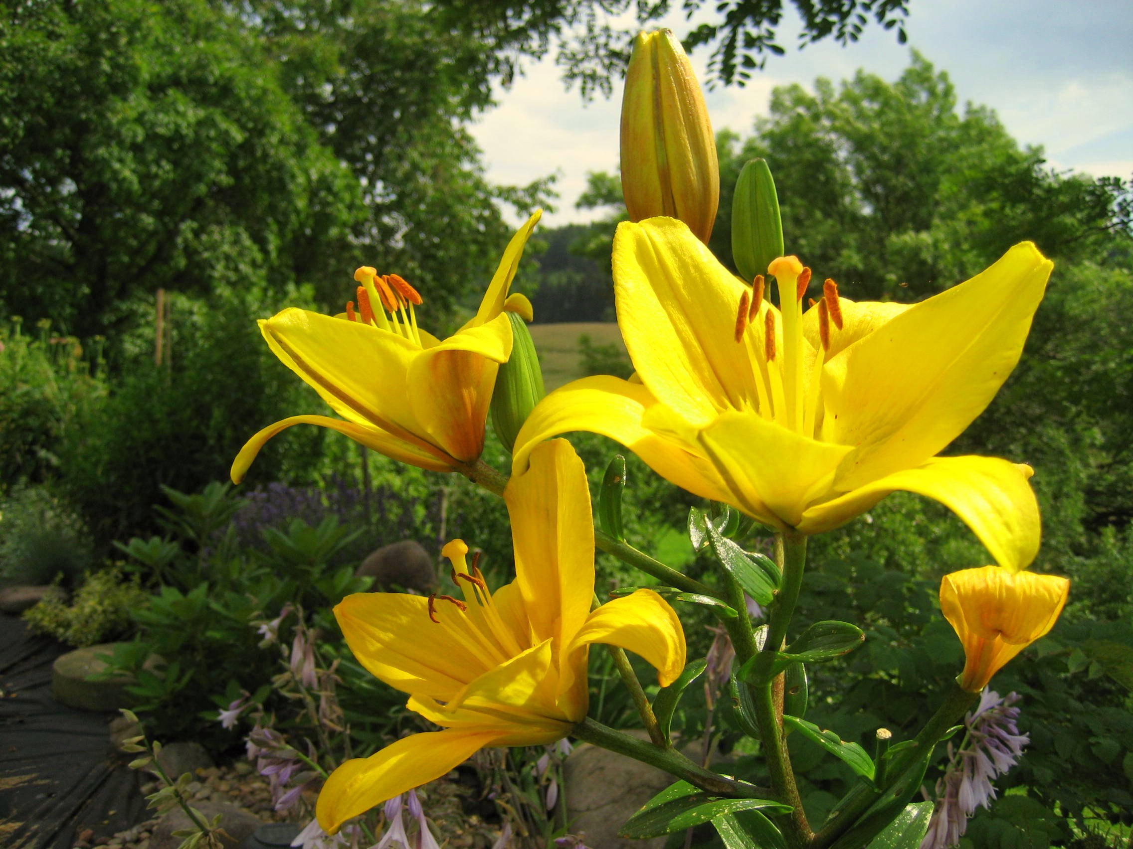Лилейник цветы желтые природа роса без смс