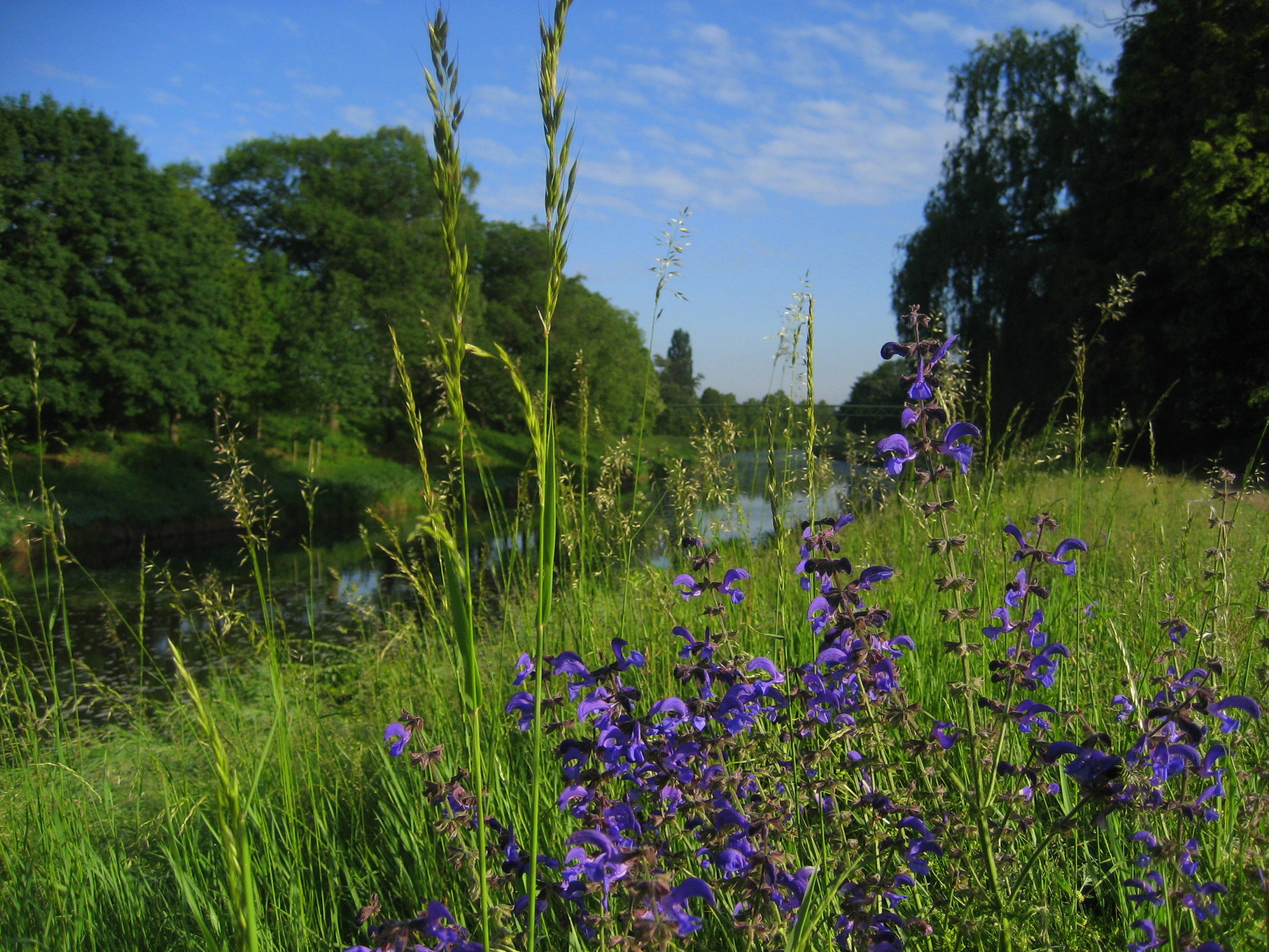 природа озеро цветы трава загрузить